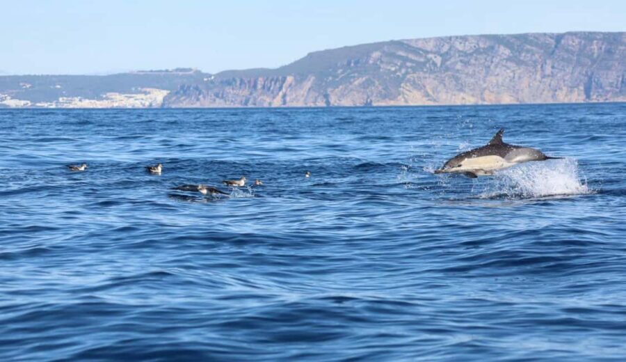 Lisbon: Ocean Safari with Marine Biologists - An In-Depth Look at the Ocean Safari Experience