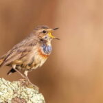 Lisbon: Private Birdwatching Tours with a Local Guide - The Practicalities: What to Expect on Your Day Out