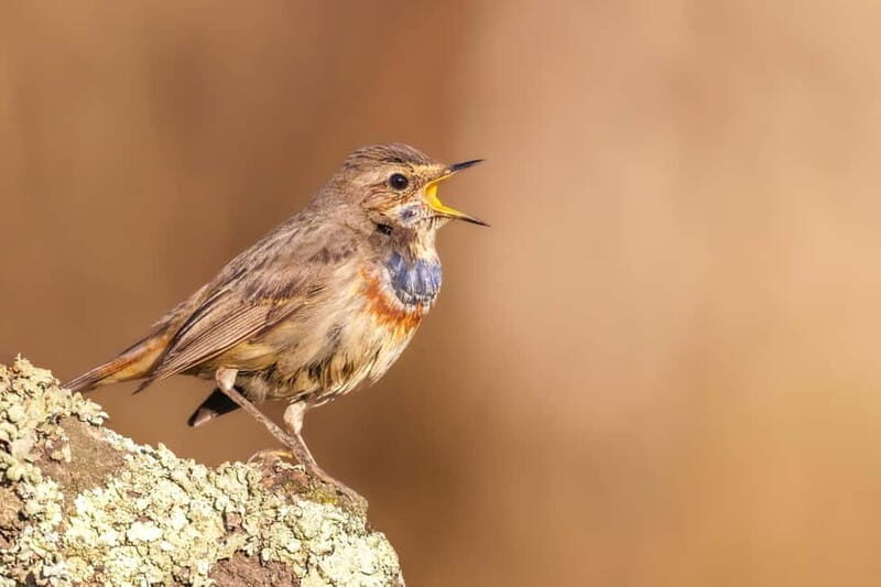 Lisbon: Private Birdwatching Tours with a Local Guide - The Practicalities: What to Expect on Your Day Out