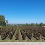 Lisbon: Private Full-Day Wine Tasting Tour in a premium car - Why This Tour Is Worth It