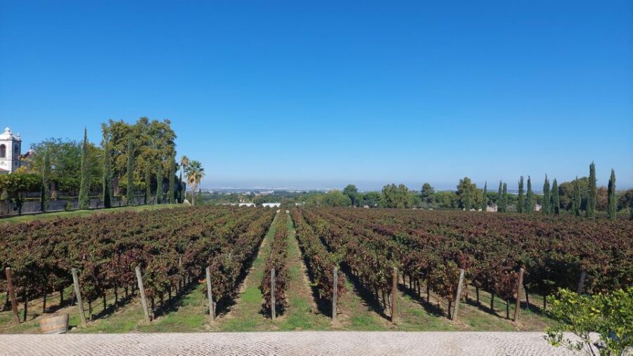 Lisbon: Private Full-Day Wine Tasting Tour in a premium car - Why This Tour Is Worth It