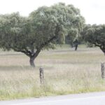 Lisbon: Private Tour to Évora and Cork Factory - Who Should Consider This Tour?