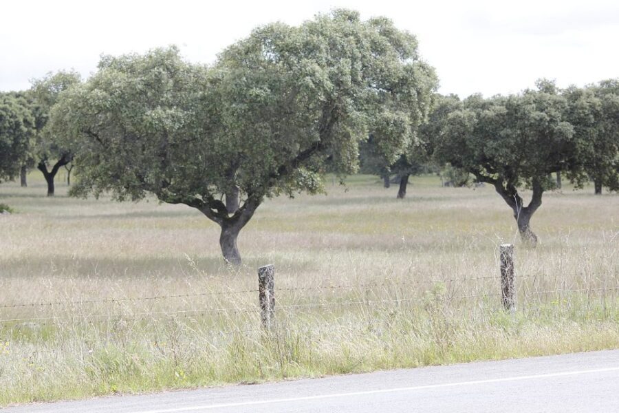 Lisbon: Private Tour to Évora and Cork Factory - Who Should Consider This Tour?