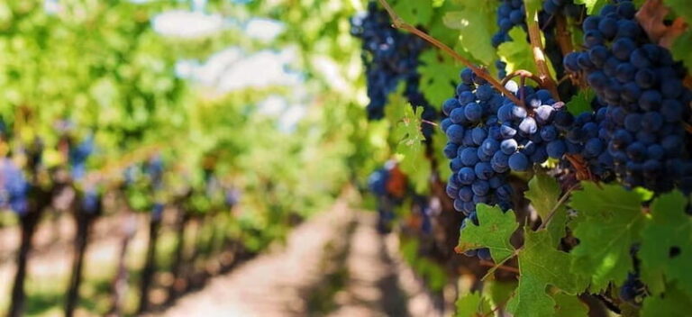 Lisbon: Setúbal, Arrábida and Azeitão Private Wine Tour - Practical Details and Value