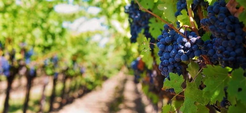 Lisbon: Setúbal, Arrábida and Azeitão Private Wine Tour - Practical Details and Value