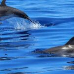 Lisbon: Tagus River Cruise to the Ocean & Dolphin Watching - A Detailed Look at the Lisbon Dolphin Cruise