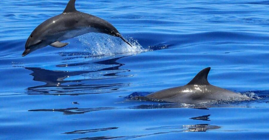 Lisbon: Tagus River Cruise to the Ocean & Dolphin Watching - A Detailed Look at the Lisbon Dolphin Cruise