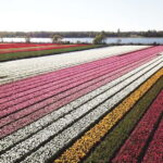 Lisse: Self-Guided Tulip Fields GPS Audio Tour - Who Will Love This Tour?