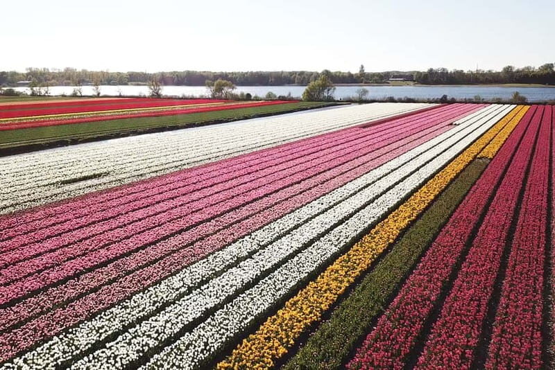 Lisse: Self-Guided Tulip Fields GPS Audio Tour - Who Will Love This Tour?