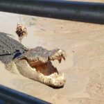 Litchfield National Park Tour with Wetlands or Crocodile Cruise - The Sum Up: Is This Tour Worth It?