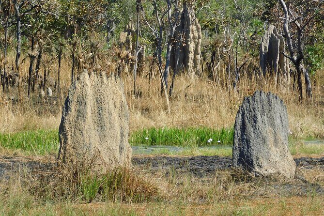 Litchfield Park & Jumping Crocodile Cruise - A Deep Dive into the Tour Experience