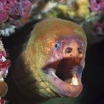 Little Barrier Island: Full-Day Scuba Dive Charter - FAQ