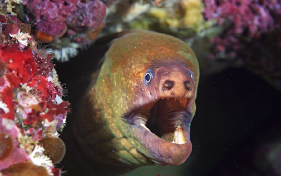 Little Barrier Island: Full-Day Scuba Dive Charter - FAQ