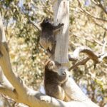 Little Koala Walking Tour - The Sum Up