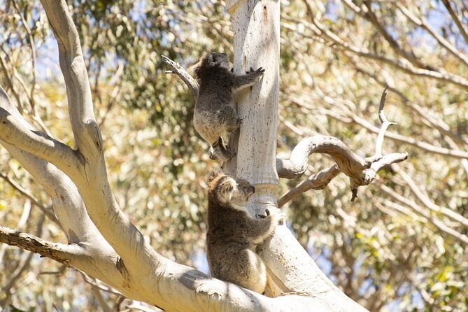 Little Koala Walking Tour - The Sum Up