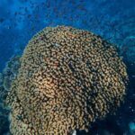 Little Tobago: Glass Bottom Boat Tour - The Sum Up