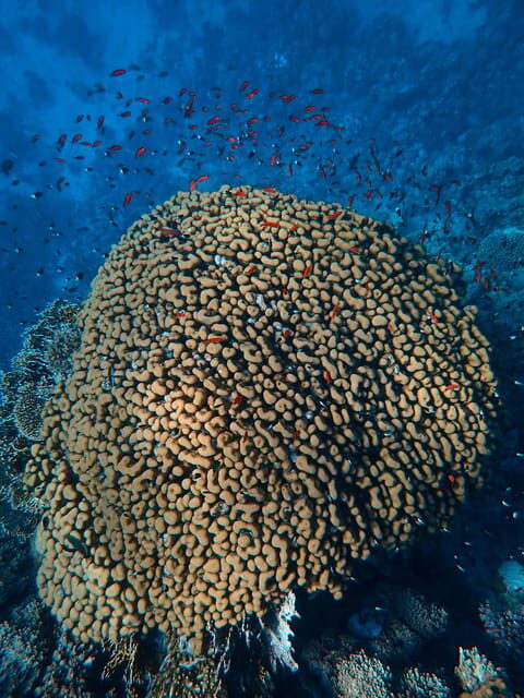 Little Tobago: Glass Bottom Boat Tour - The Sum Up