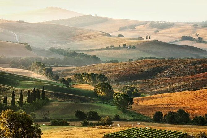 Livorno port to Bolgheri wine region and Etruscan castle - Who Is This Tour Best Suited For?