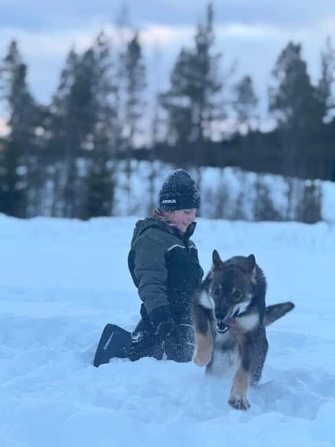 Ljørdalen-Trysil: Bergli Husky Kennel Visit - Who Should Consider This Tour?
