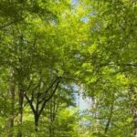 Ljubljana: Green tour and forrest personal experience - Breaking Down the Itinerary