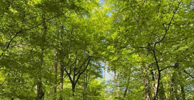 Ljubljana: Green tour and forrest personal experience - Breaking Down the Itinerary
