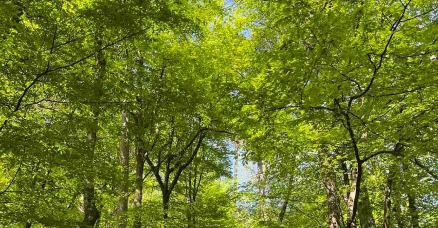 Ljubljana: Green tour and forrest personal experience - Breaking Down the Itinerary