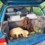 Ljubljana: Istria Truffle Hunting Tour with Local Hunters - Why Choose This Tour?