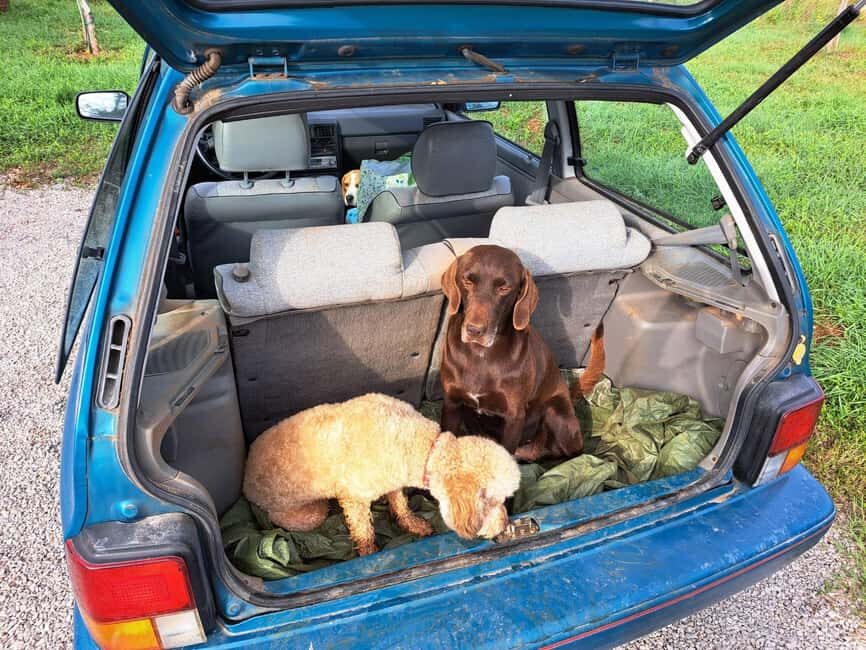 Ljubljana: Istria Truffle Hunting Tour with Local Hunters - Why Choose This Tour?