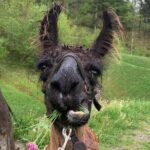 Llama hike through the wonderful Liechtenstein mountains - The Experience in Detail