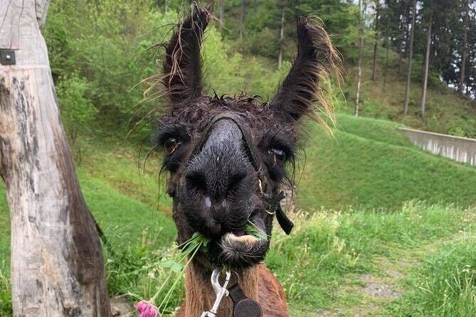 Llama hike through the wonderful Liechtenstein mountains - The Experience in Detail