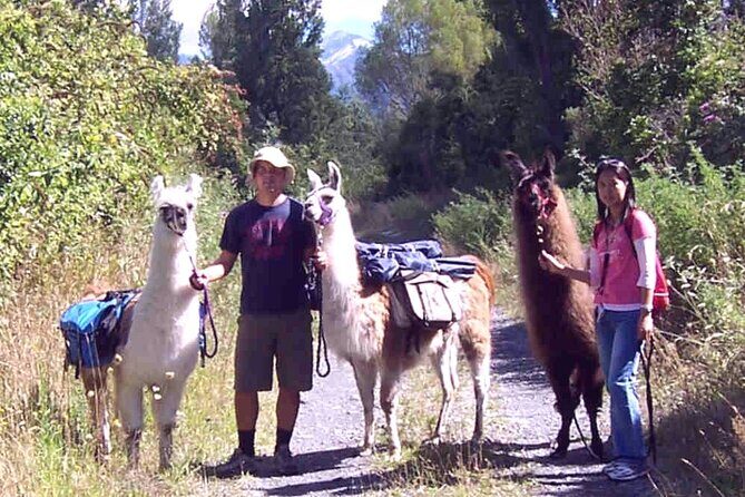 Llama Trek (Taster) - Kowhai River Valley and Native Woodland Tour - FAQs