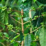 Local Coffee Tasting and Cultural Experience - Who Will Love This Tour?