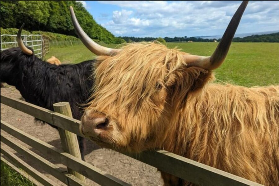 Loch Lomond Highland Cows Victorian Town Half-Day Tour - An In-Depth Look at the Loch Lomond Highland Cows Victorian Town Half-Day Tour