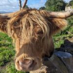 Loch Lomond, Highland Cows, Victorian Town, Kelpies Half-Day Tour - What makes this tour stand out?