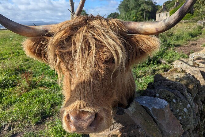 Loch Lomond, Highland Cows, Victorian Town, Kelpies Half-Day Tour - What makes this tour stand out?