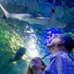 Loch Lomond: Sea Life Entrance Ticket - Final Thoughts: Is the Loch Lomond Sea Life Entrance Ticket Worth It?
