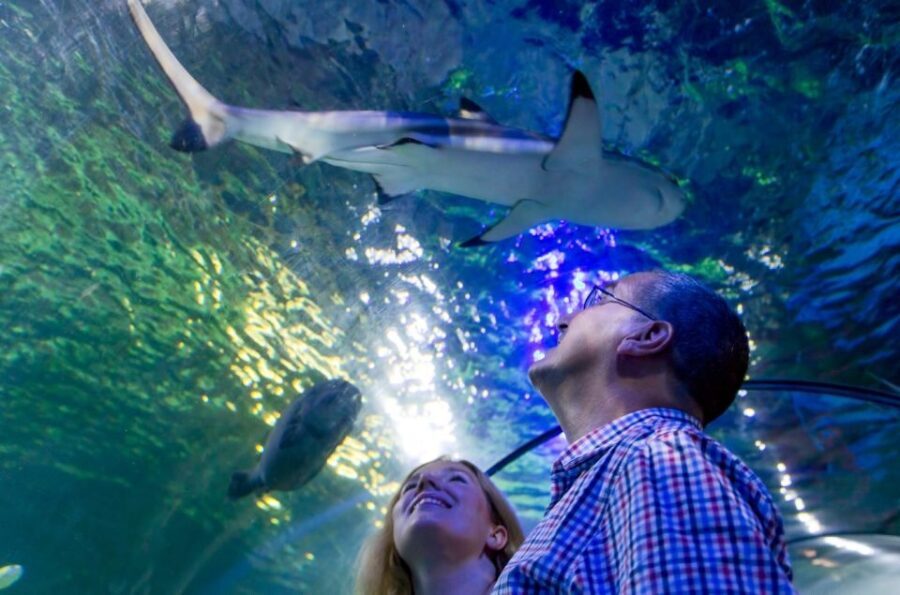 Loch Lomond: Sea Life Entrance Ticket - Final Thoughts: Is the Loch Lomond Sea Life Entrance Ticket Worth It?