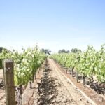 Lodi: Wine Tasting Tour Private Customized 1 -14 Group - A Close Look at the Lodi Private Wine Tasting Experience