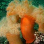 Lofoten Grand Canyon Snorkeling Tour - A Deep Dive into the Lofoten Snorkeling Experience
