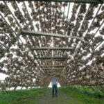 Lofoten: Private tour for cruise visitors (from Leknes) - Exploring Lofoten: An In-Depth Look at the Private Tour