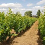 Loire Valley Tour & Wine Tasting Vouvray, Chinon, Bourgueil - An In-Depth Look at the Loire Valley Private Tour