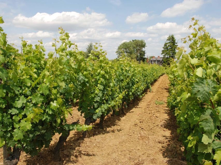 Loire Valley Tour & Wine Tasting Vouvray, Chinon, Bourgueil - An In-Depth Look at the Loire Valley Private Tour