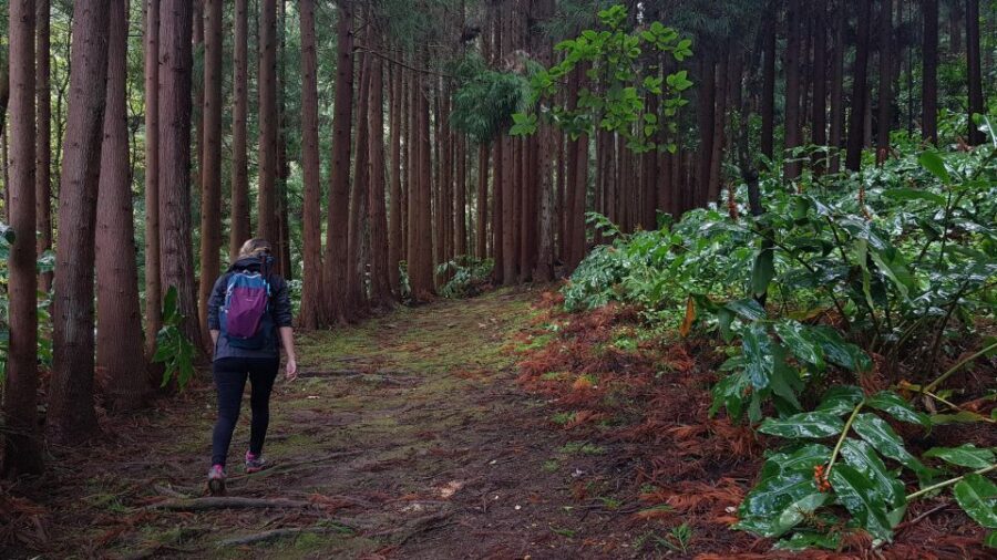 Lomba de São Pedro: Waterfall Hiking Tour with Tea Tasting - Who Is This Tour Best For?