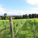 London: Full-Day English Wine Tour with Lunch - An In-Depth Look at the Full-Day English Wine Tour