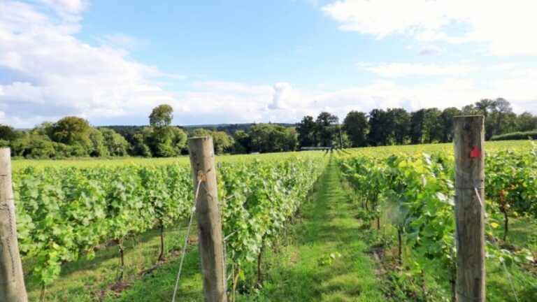 London: Full-Day English Wine Tour with Lunch - An In-Depth Look at the Full-Day English Wine Tour