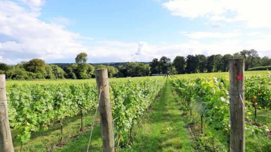 London: Full-Day English Wine Tour with Lunch - An In-Depth Look at the Full-Day English Wine Tour