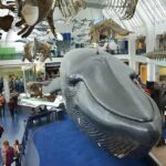 London: Guided Tour of Natural Marvels - The Perfect Start: The Central Hall and Diplodocus