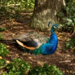 London: Kew Gardens Admission Ticket - A Deep Dive into the Kew Gardens Experience