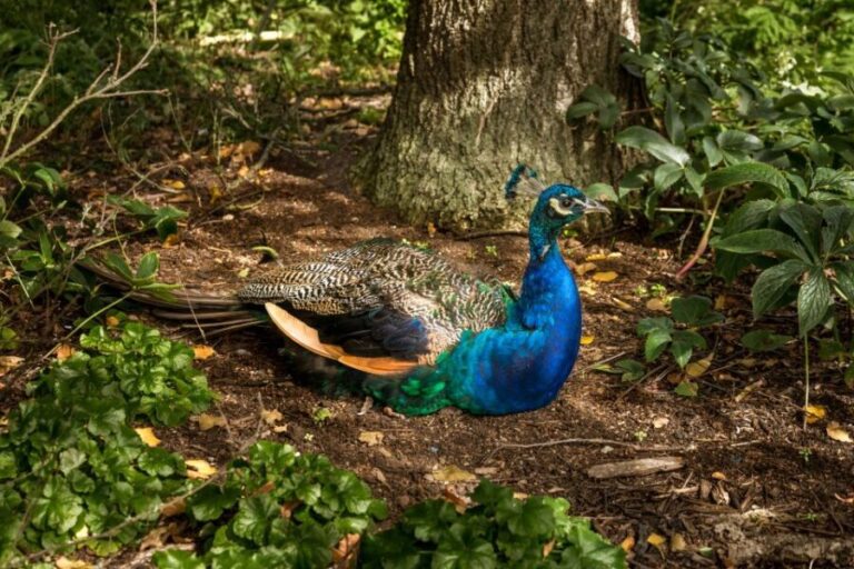 London: Kew Gardens Admission Ticket - A Deep Dive into the Kew Gardens Experience