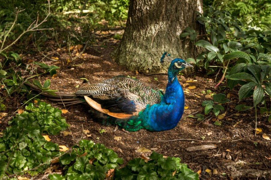 London: Kew Gardens Admission Ticket - A Deep Dive into the Kew Gardens Experience